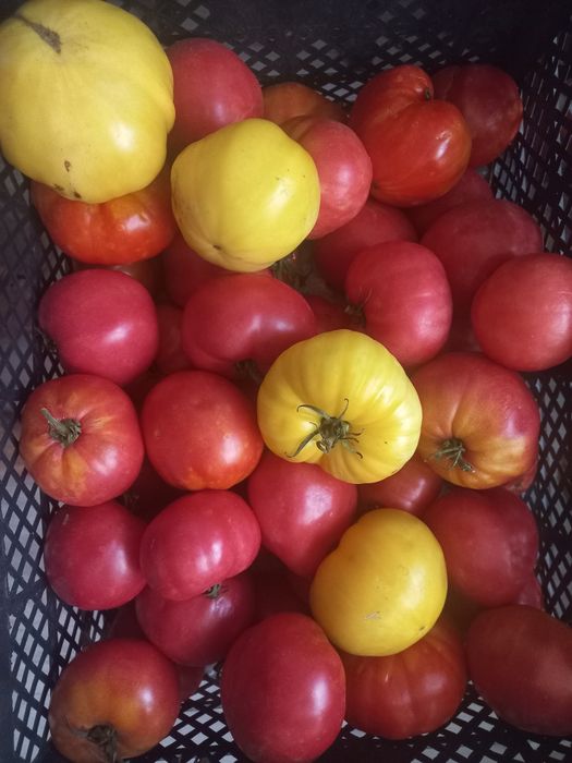 Помидоры вкусные