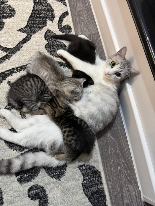 Отдам котят к лотку приучены