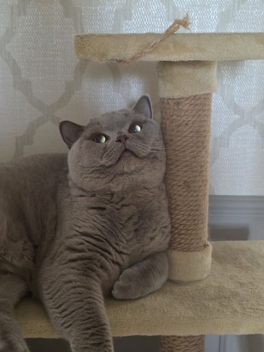 Британский короткошёрстный котик