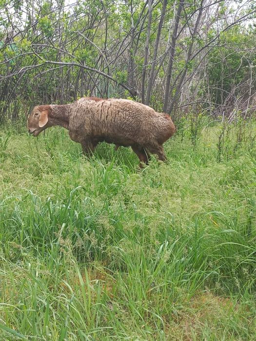 Қошқар сатыладыы Арашан