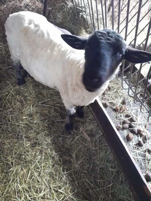 Berbec sí berbecuti Suffolk