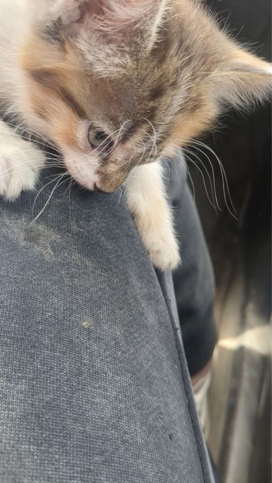 Отдам котенка в добрые руки