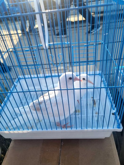 Papagali perusi,nimfe,agarponis gaini cochinchina pitic,australorp