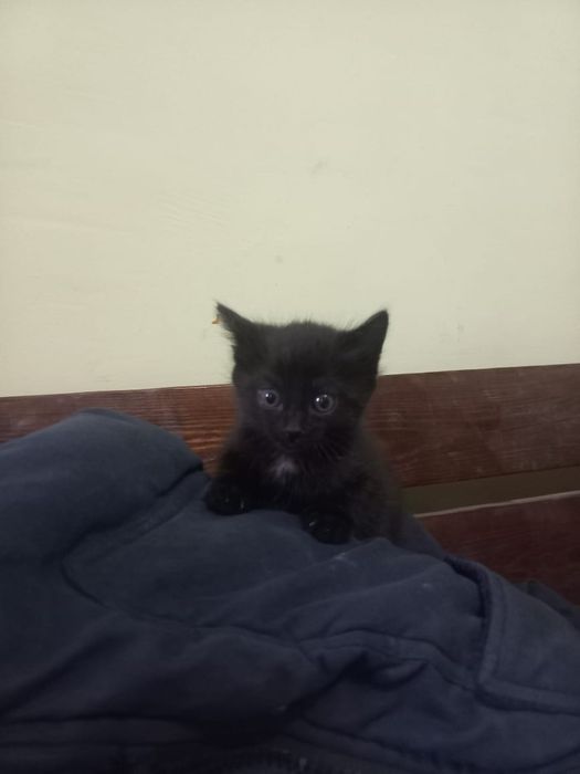 Отдам в добрые руки