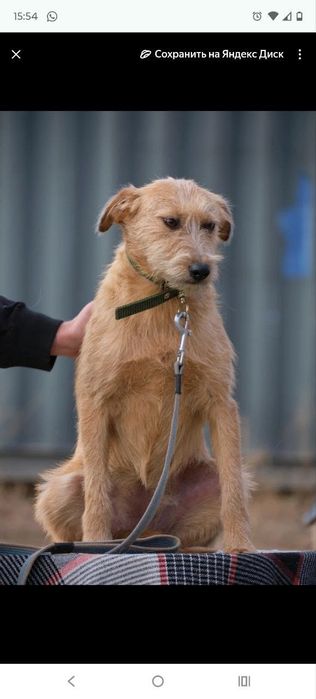 кОмпаНьеНы, сТорожа. ОхРаниКи