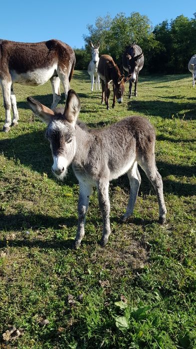 vand lapte de măgăriță