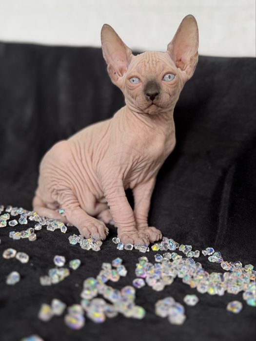 Sphynx Canadian pedigree si teste