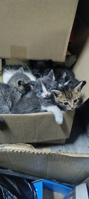 Отдам котят в хорошие рука