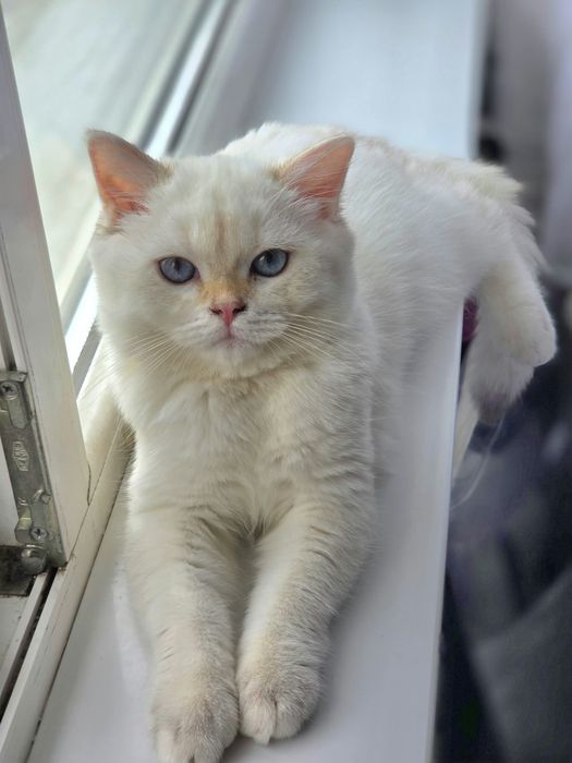 British shorthair