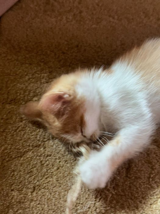 Солнечный котёнок