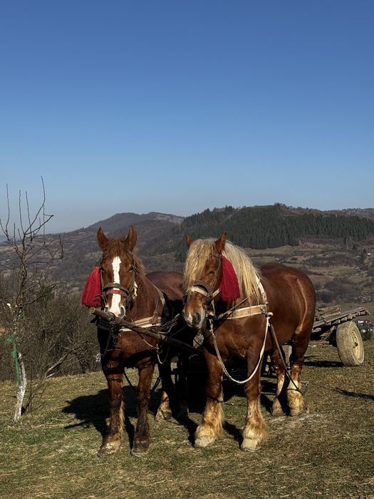 Vând  cai pereche