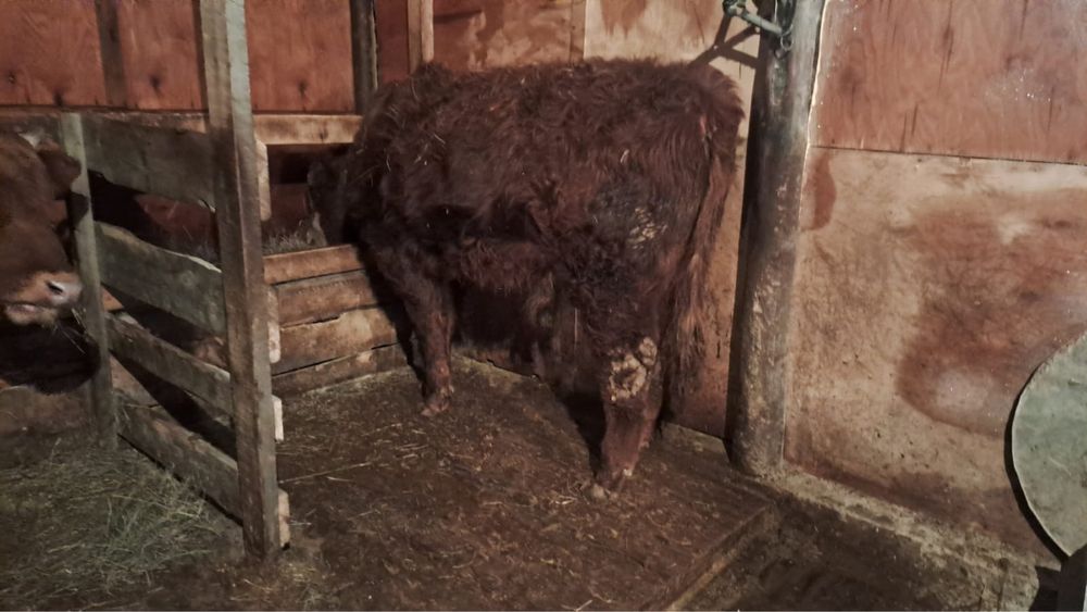 продам годовалого бычка