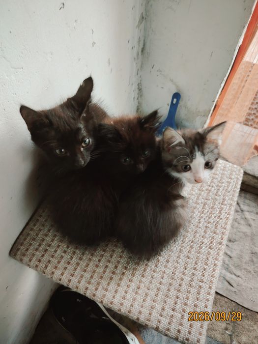 Отдам котят в добрые руки