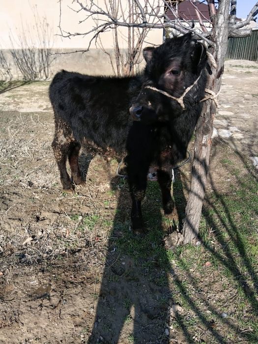 Продам бычка. Бұқа сатылады.