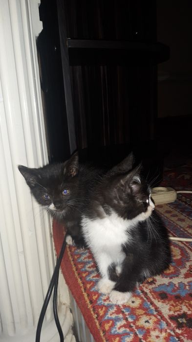 Котята домашние в добрые руки.
