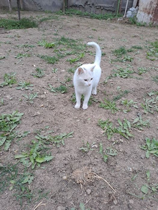 кошки и котята, белые кошки