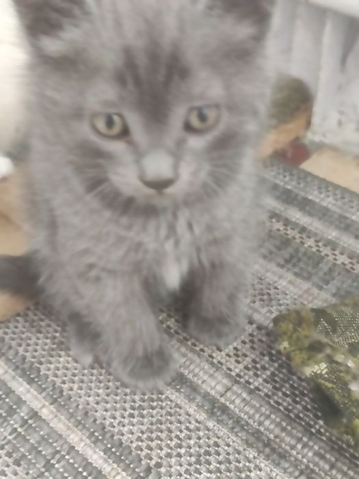 Котята  в  добрые руки отдам.