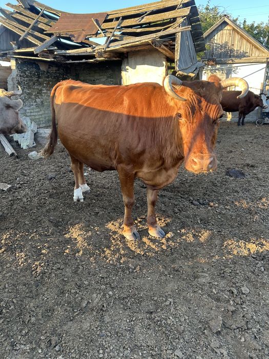 Продам коров дойных