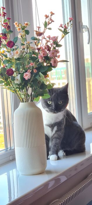 Кошка в добрые руки