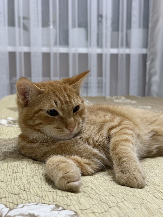 Отдадим в добрые руки