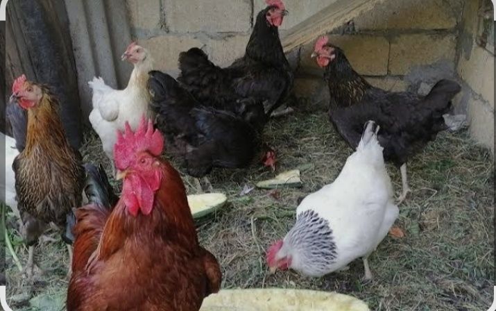 Продам домашних кур