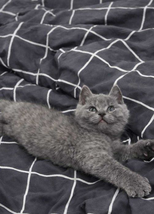 Британский котёнок