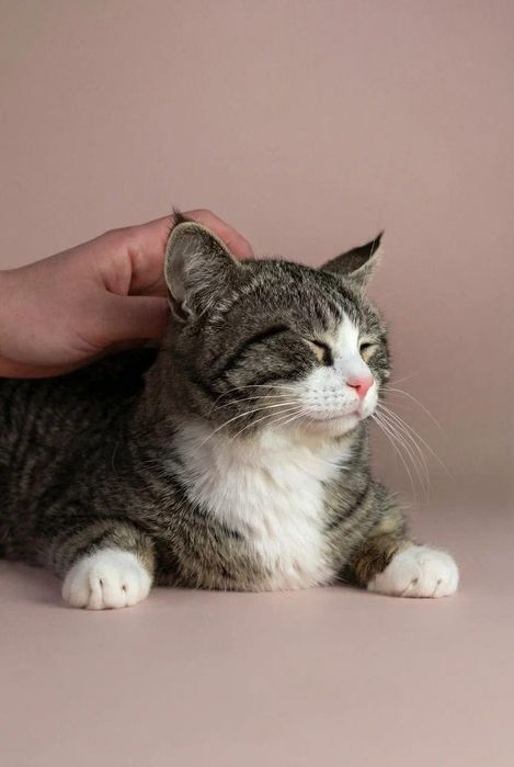 Ищет дом красивый котик
