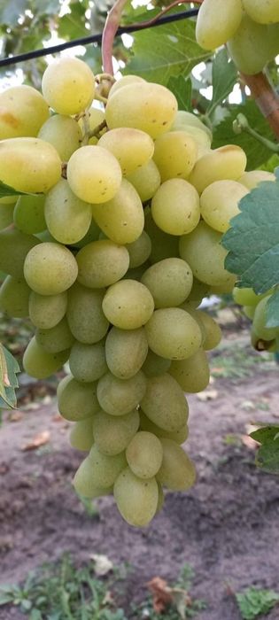 Butasi de vită de vie la 5 lei buc