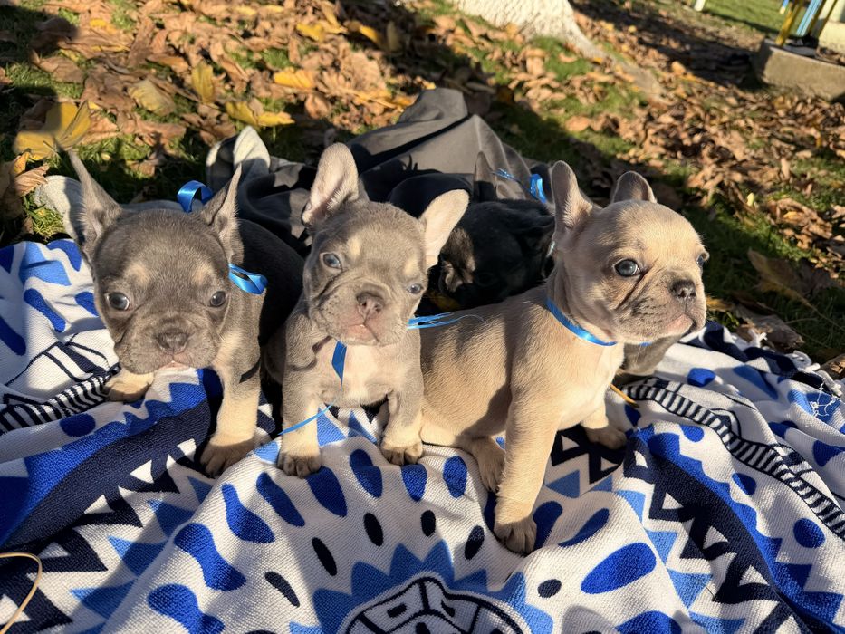 Чистокръвни Френски Булдочета