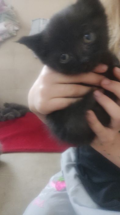 Коты из последних в выводке.