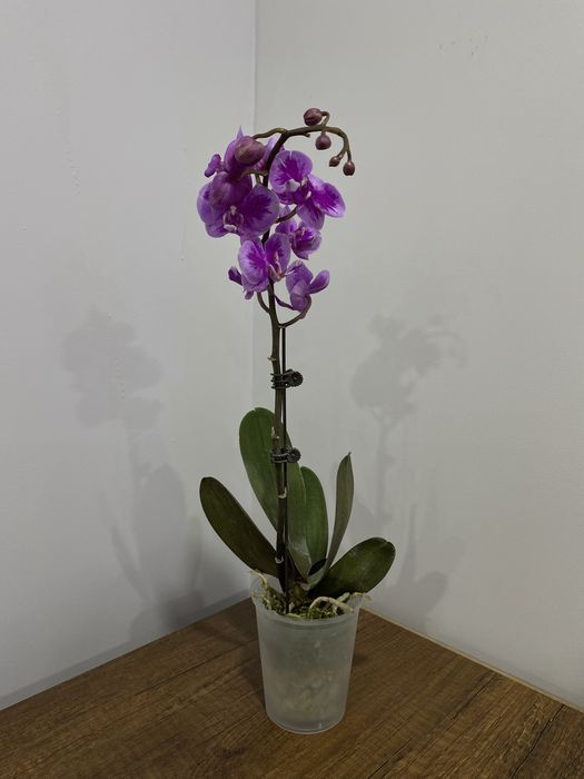 Орхидеи по 5500 тг