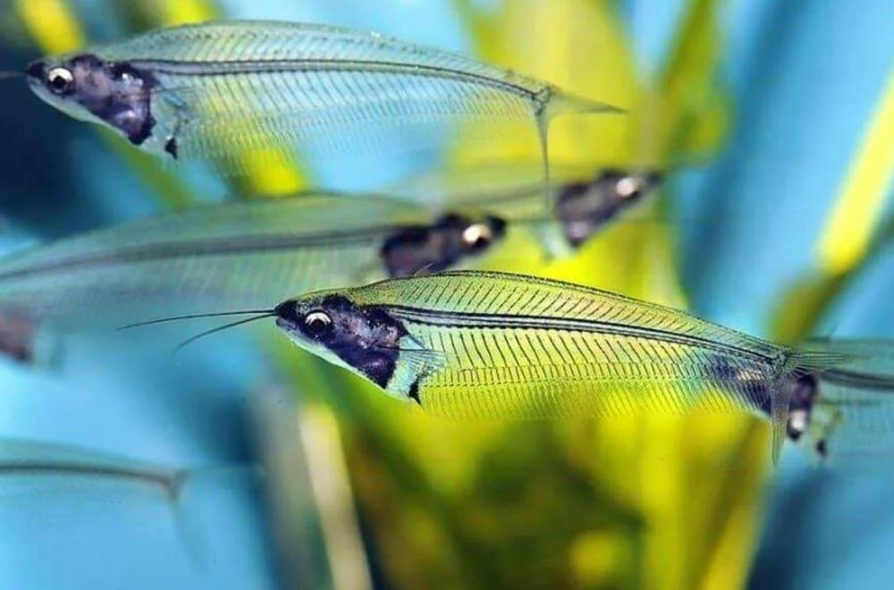 Аквариумные рыбки