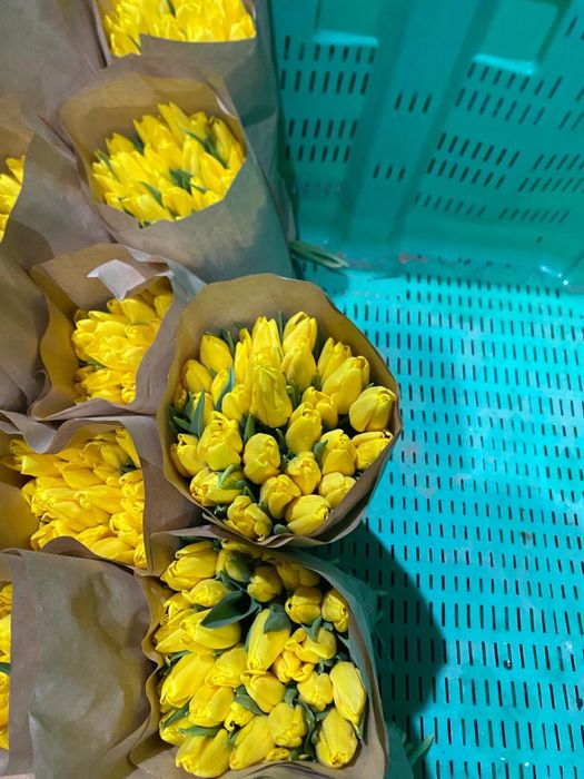 Тюльпаны люкс крупные