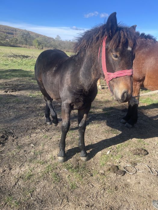 Vând manză de 4 luni fac si schimb pe oi