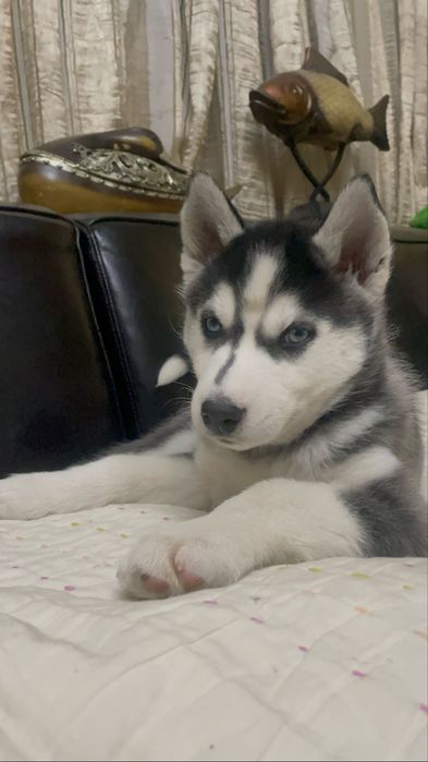 Голубоглазые хаски Питомника Хаски Планета