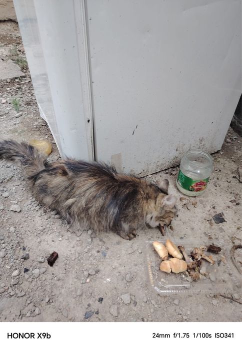 Отдам котята в хорошие руки