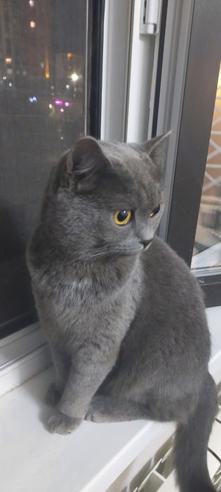 Найден кот, британец-потеряшка