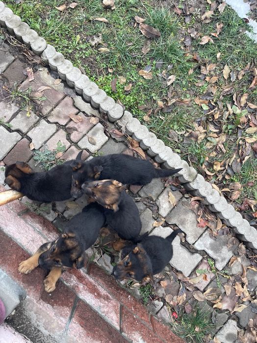 Щенки Немецкая овчкарка