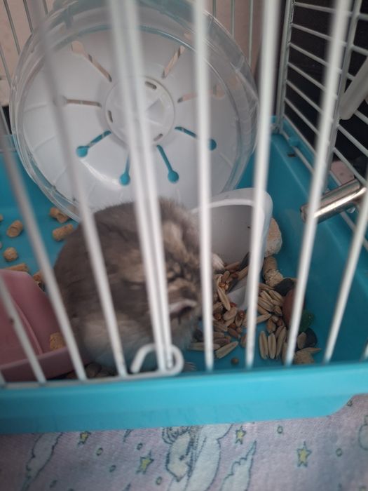 Хомяки с клетками