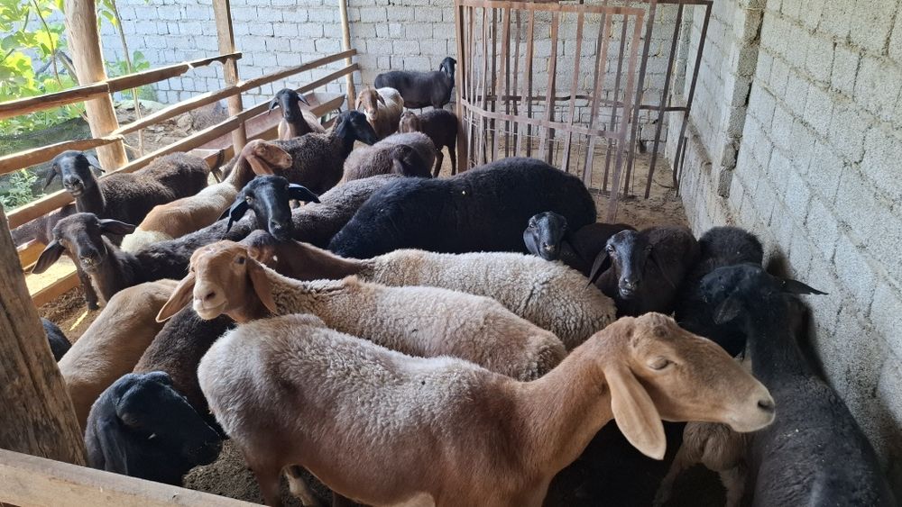 Zotdor Ona bola va bo‘g‘oz qo‘ylar sotiladi