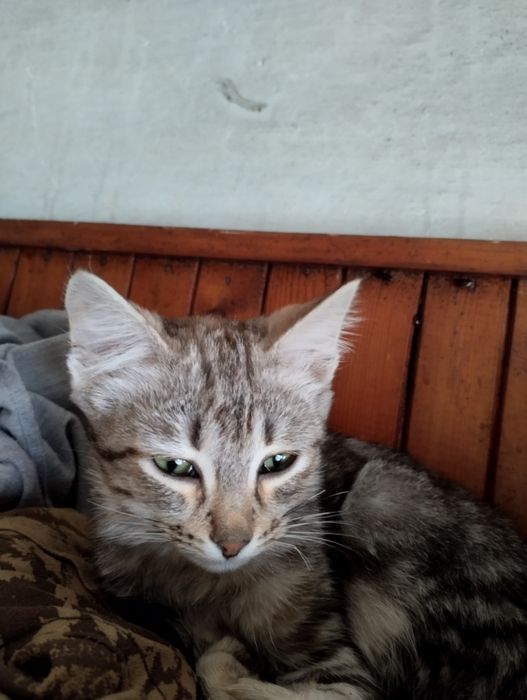 Котят в добрые руки