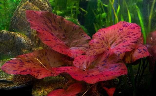 Н и м ф е я  тигровая