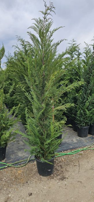 Cupressocyparis leylandi ( gard viu)