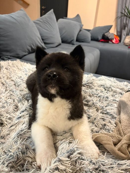 Akita American cu pedigree tip A