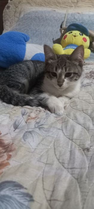 Отдадим котят в добрые руки