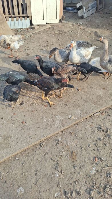 Продам  гуси и куры