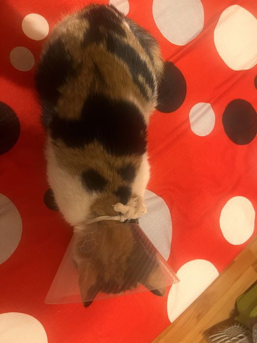 Adoptie pisicuta Calico