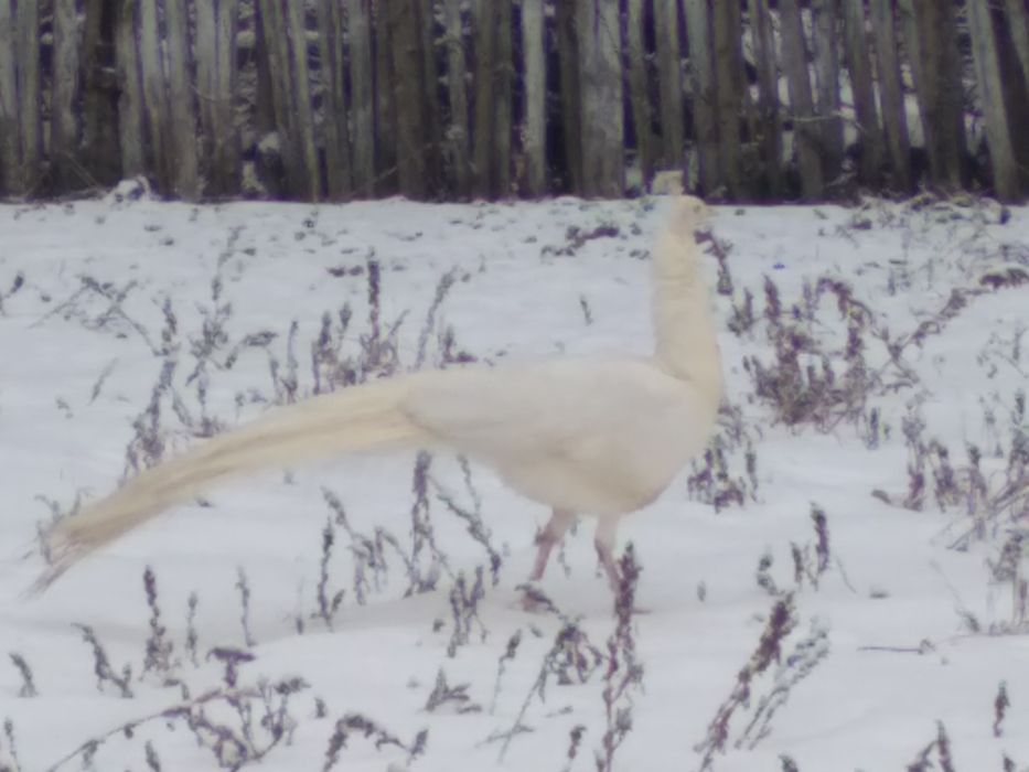 Vănd pauni masculi albi.Vărsta 3 ani.Pret 1000lei