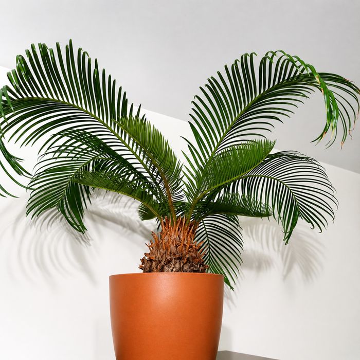 Cycas revoluta над 15 години