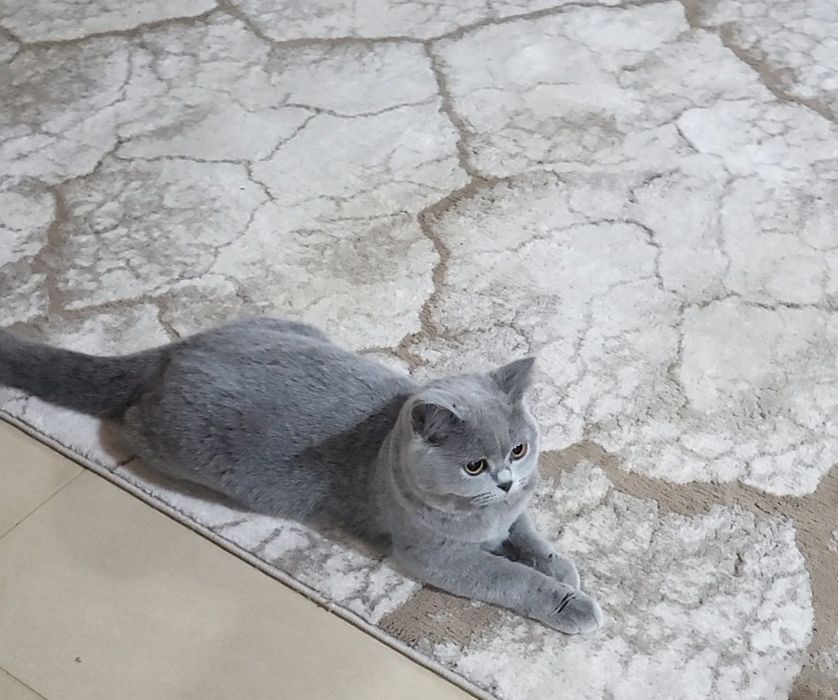 British shorthair blue